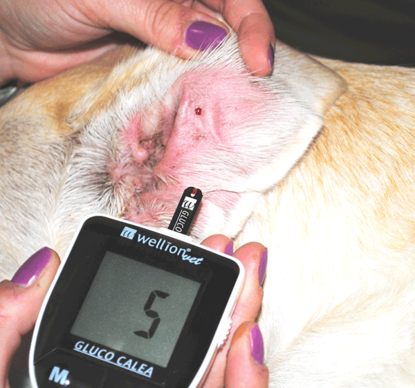 Глюкометр для тварин Wellion Vet Gluco Calea - Зображення 2
